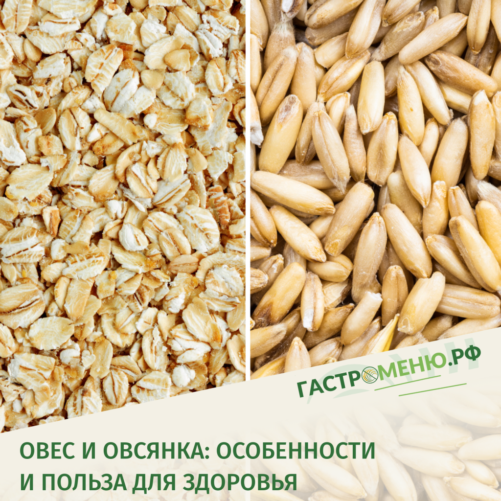 Про овес — польза овсянки и продуктов из овса